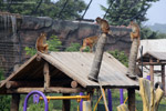 Dalian forest zoo, зоопарк в Даляне