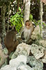 фотографии Нячанга, остров обезьян и острова Няфу (северные острова Нячанга), 2014