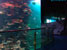 Океанариум в Пеньлае. Penglai aquarium